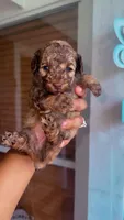 Twix (phantom), a male Poodle - Toy  for sale in Chalmette, LA – 1 of 5