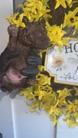 Brown boy  A (CKC), a male Poodle - Miniature  for sale in Chalmette, LA – 3 of 4