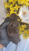 Brown boy  A (CKC), a male Poodle - Miniature  for sale in Chalmette, LA – 2 of 4