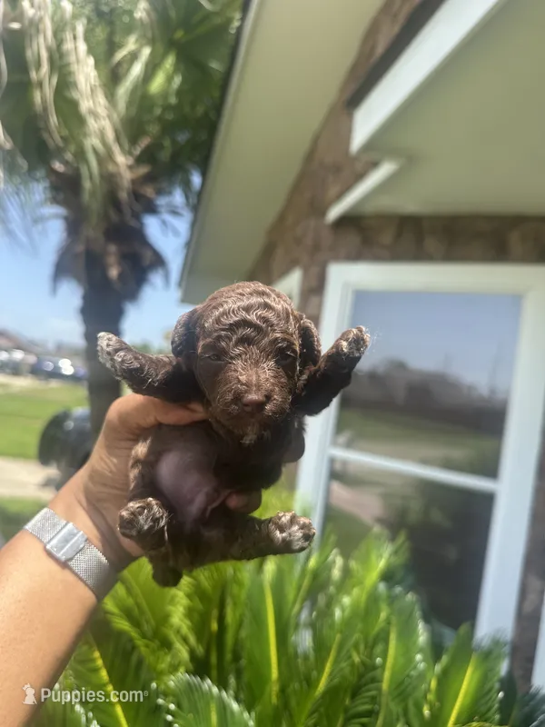 Snickers  – Poodle - Toy  puppy for sale in Chalmette, LA