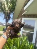 Snickers , a male Poodle - Toy  for sale in Chalmette, LA – 1 of 5