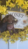 Brown Merle Boy B (CKC), a male Poodle - Miniature  for sale in Chalmette, LA – 2 of 4