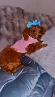 Spice , a  Poodle - Toy  for sale in Chalmette, LA – 4 of 4