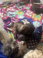 Jack , a male Poodle - Toy  for sale in Chalmette, LA – 5 of 5
