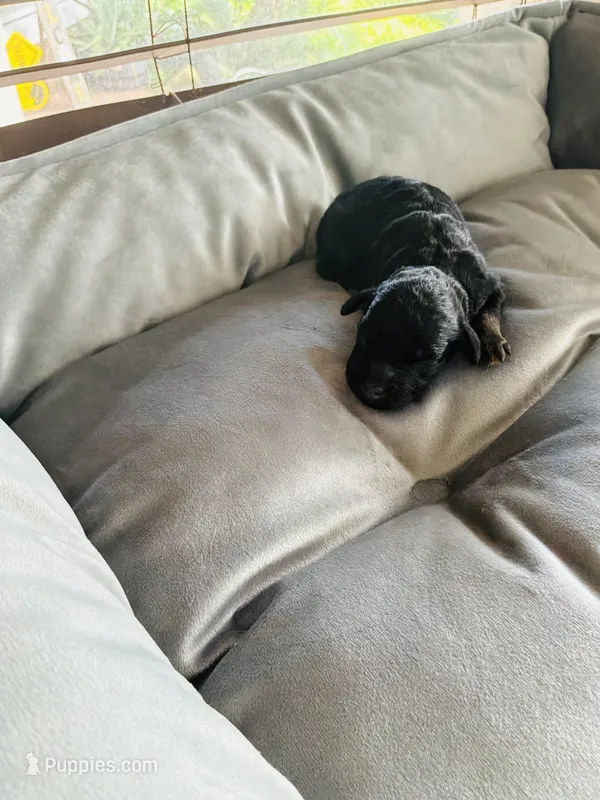 Morticia (Tea Cup )  – Poodle - Toy  puppy for sale in Chalmette, LA