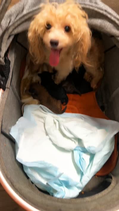 Red Phantom boy(CkC ), a male Poodle - Toy  for sale in Chalmette, LA – 7 of 8