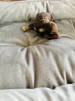 Pugsley , a male Poodle - Toy  for sale in Chalmette, LA – 4 of 5