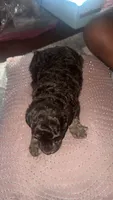 Jagger , a male Poodle - Toy  for sale in Chalmette, LA – 2 of 5