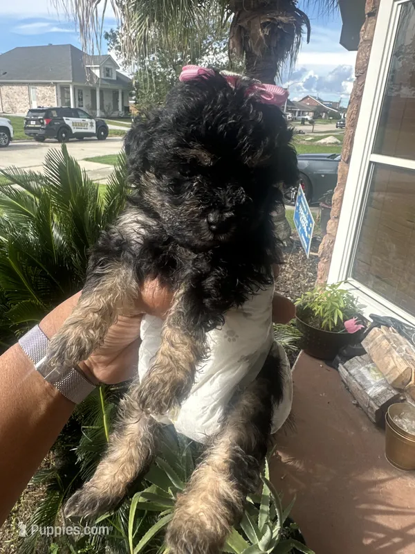 Wednesday (tea cup ) – Poodle - Toy  puppy for sale in Chalmette, LA