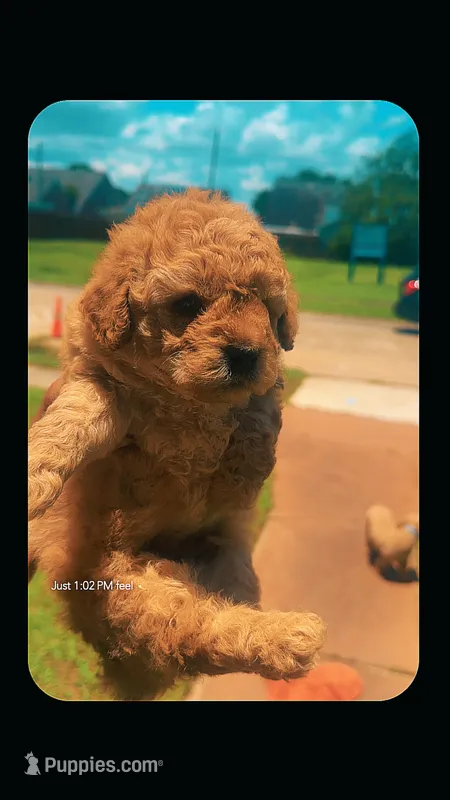 Drew  – Poodle - Miniature  puppy for sale in Chalmette, LA