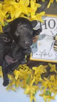 Coal (CKC), a male Poodle - Toy  for sale in Chalmette, LA – 1 of 4