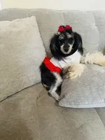 Elvira , a  Poodle - Toy  for sale in Chalmette, LA – 3 of 3