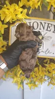 Brown Merle Boy B (CKC), a male Poodle - Miniature  for sale in Chalmette, LA – 3 of 4