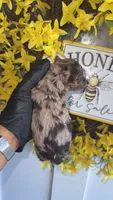Brown Merle boy A (ckc), a male Poodle - Miniature  for sale in Chalmette, LA – 3 of 4