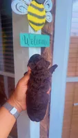 Brownie , a female Poodle - Toy  for sale in Chalmette, LA – 3 of 5