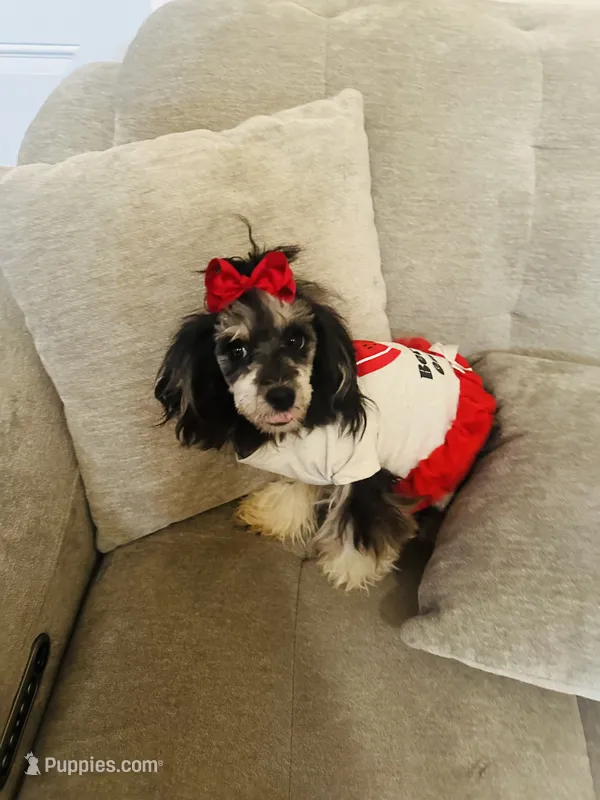 Elvira  – Poodle - Toy  puppy for sale in Chalmette, LA