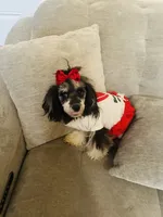 Elvira , a  Poodle - Toy  for sale in Chalmette, LA – 1 of 3