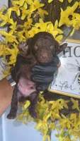 Brown boy  A (CKC), a male Poodle - Miniature  for sale in Chalmette, LA – 1 of 4