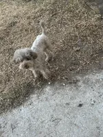 Tiny Jack , a male Poodle - Toy  for sale in Chalmette, LA – 4 of 5