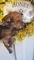 Red Phantom boy(CkC ), a male Poodle - Toy  for sale in Chalmette, LA – 5 of 8