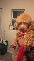 Spice , a  Poodle - Toy  for sale in Chalmette, LA – 5 of 5