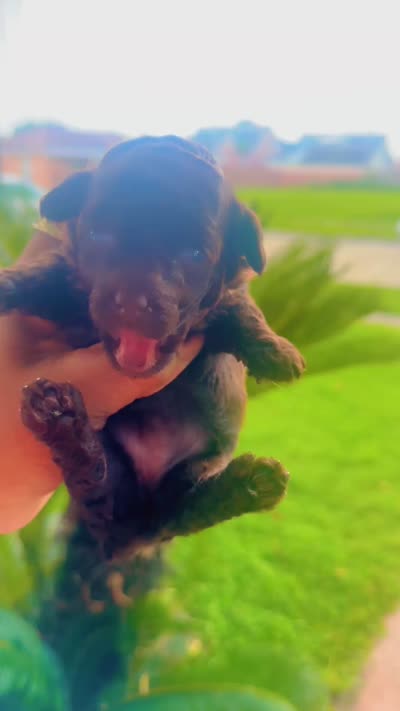 Brownie , a female Poodle - Toy  for sale in Chalmette, LA – 4 of 5