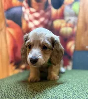  Blaise , a male Dachshund for sale in Somerset, PA – 3 of 5