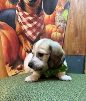 Boomer, a male Dachshund for sale in Somerset, PA – 2 of 4