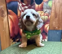  Blaise , a male Dachshund for sale in Somerset, PA – 2 of 5
