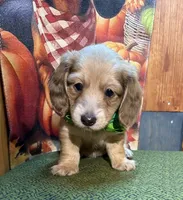  Blaise , a male Dachshund for sale in Somerset, PA – 5 of 5