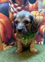 Beckett , a male Dachshund for sale in Somerset, PA – 3 of 4