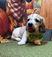 Boomer, a male Dachshund for sale in Somerset, PA – 4 of 4