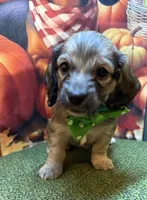 Beckett , a male Dachshund for sale in Somerset, PA – 4 of 4