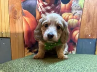  Blaise , a male Dachshund for sale in Somerset, PA – 4 of 5
