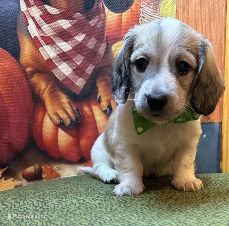 Boomer – Dachshund puppy for sale in Somerset, PA