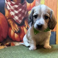 Boomer, a male Dachshund for sale in Somerset, PA – 1 of 4