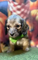 Beckett , a male Dachshund for sale in Somerset, PA – 2 of 4