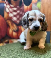 Boomer, a male Dachshund for sale in Somerset, PA – 3 of 4