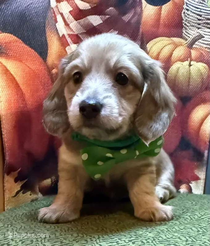  Blaise  – Dachshund puppy for sale in Somerset, PA