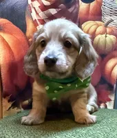  Blaise , a male Dachshund for sale in Somerset, PA – 1 of 5