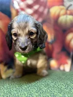 Beckett , a male Dachshund for sale in Somerset, PA – 1 of 4