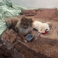 Butters, a male Pomeranian for sale in Metamora, MI – Photo 2 of 3