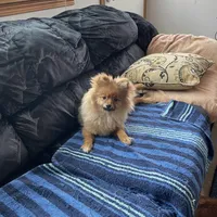 Butters, a male Pomeranian for sale in Metamora, MI – Photo 3 of 3