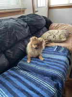 Butters, a male Pomeranian for sale in Metamora, MI – Photo 3 of 3