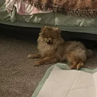Butters, a male Pomeranian for sale in Metamora, MI – Photo 1 of 3