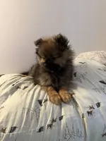 Brindle, a male Pomeranian for sale in Metamora, MI – Photo 3 of 8