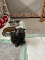 Brindle, a male Pomeranian for sale in Metamora, MI – Photo 4 of 4