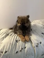 Brindle, a male Pomeranian for sale in Metamora, MI – Photo 1 of 8