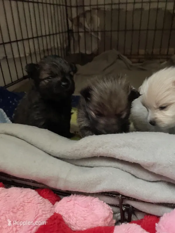 Brindle – Pomeranian puppy for sale in Metamora, MI