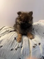 Brindle, a male Pomeranian for sale in Metamora, MI – Photo 2 of 8